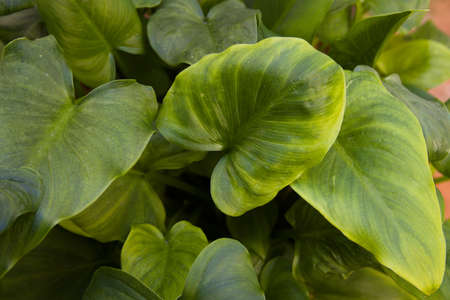 Closeup of the green leaves of a plant of the calla or water lily type of outdoor plant,...