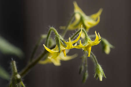 Image of the flowers of a cherry tomato tomato plant with dark backgroundの写真素材