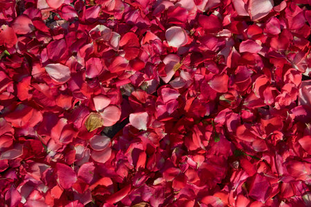 Image of reddish colored flower petals spread out on a flat surface to fill the frame. Romantic...