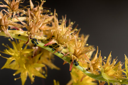 Image of a branch of an ornamental sedum with its flowers infested by a colony of aphidsの写真素材