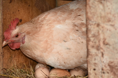 a hen laying eggs in its nestの写真素材