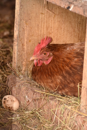 a hen laying eggs in its nestの写真素材