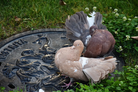 race pigeons,dove in grassの写真素材