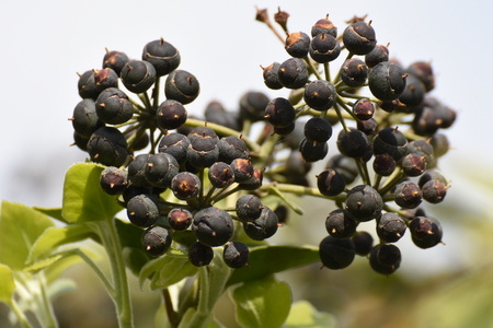 antioxidant black fruit plantの写真素材