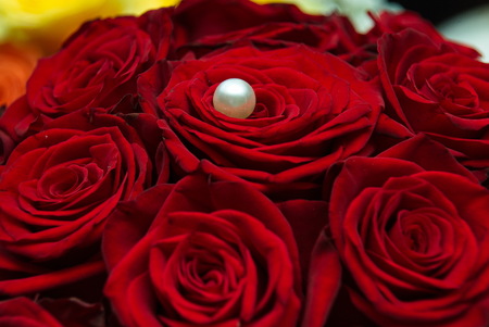 pearl on red Roseの写真素材