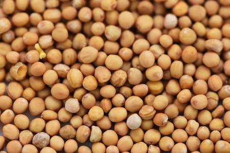 Mustard Seeds isolated(selective focus; close-up shot)