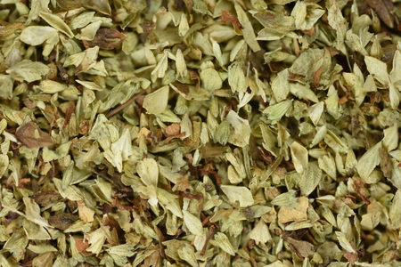 Dried oreganoの写真素材