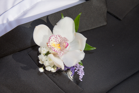 Close-up of orchid Groom's Tuxedoの写真素材