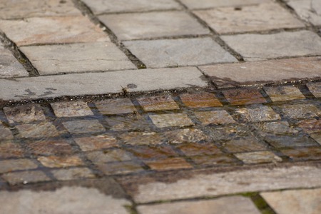 wasp,hornet drink waterの写真素材