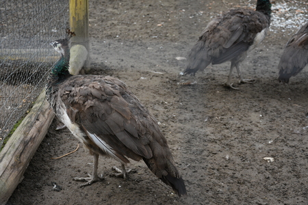 Peacock on a farm,Paun