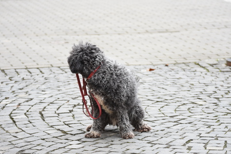 Dog pee on the pavement,dog pee sittingの写真素材