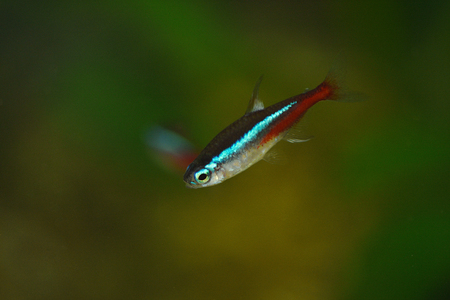 Colorful fishes in the aquariumの写真素材
