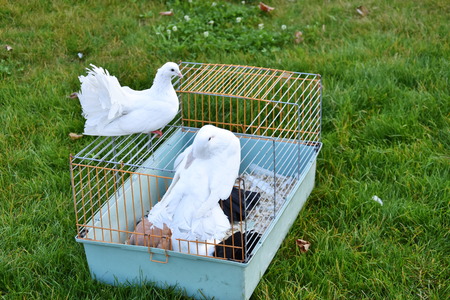 DOVE,pigeons in caveの写真素材