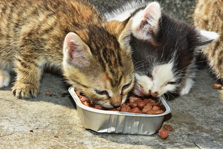 small cats to eatの写真素材