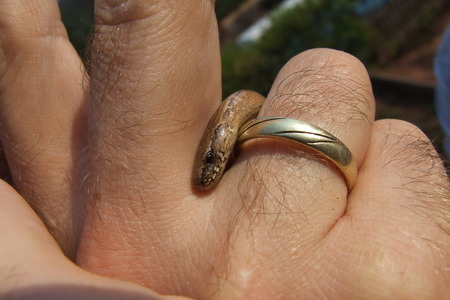 small snake