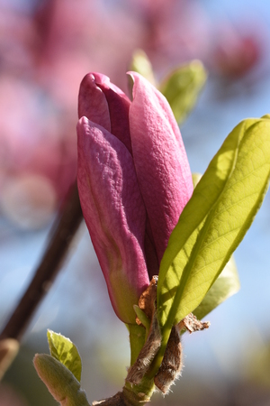 Pink magnolia flowersの写真素材