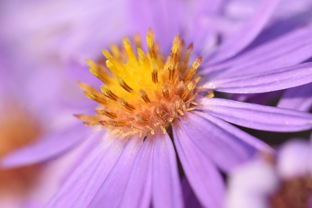 water drops on purple flowerの写真素材