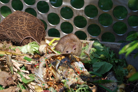 rat in a vegetable garbage binの写真素材
