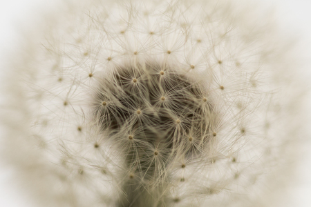 Dandelion clock in natureの写真素材