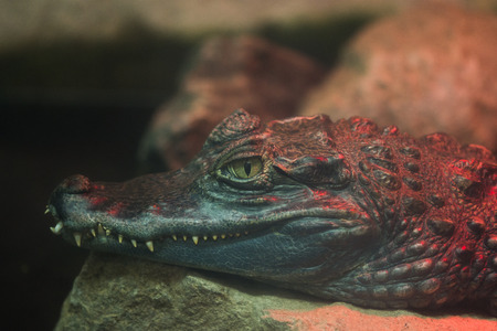 Crocodile In Captivity,の写真素材