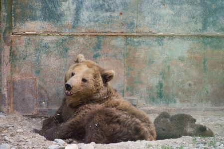 Brown Bear at  zoo