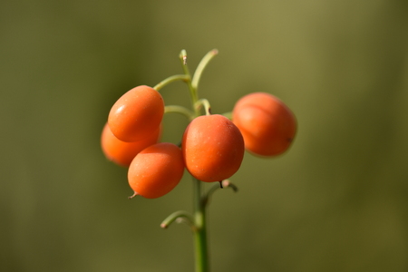 Lily of the Valley Seeds,zoreleの写真素材