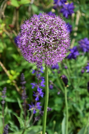 Purple aliums in flower border