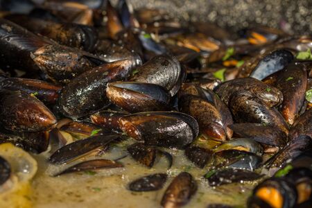 shells in wineの写真素材