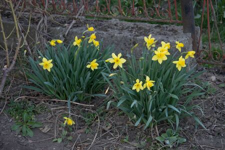 Amazing Yellow Daffodils flowerのeditorial素材