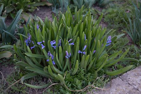 Scilla bifolia  vioreaのeditorial素材