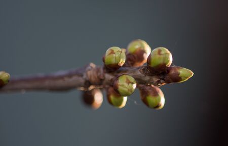 Tree buds In Springのeditorial素材