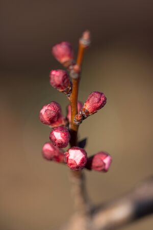 Tree buds In Springのeditorial素材