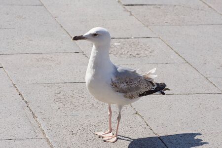 Sea gull profileのeditorial素材