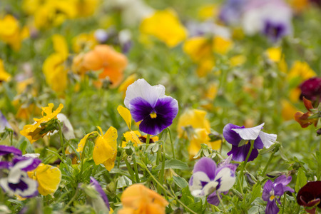 Beautiful wild flowers in a meadow