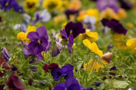 Beautiful wild flowers in a meadowの写真素材
