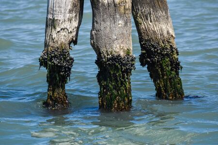 Wooden bricole ,wooden mooring poles in the water, Venice, Italy,2019の写真素材