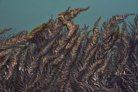Seaweed,algae, and bubbles  in Venice, Italy ,2019