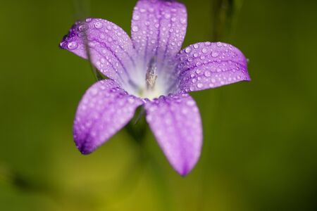 Small meadow purple flowers in a green grassのeditorial素材