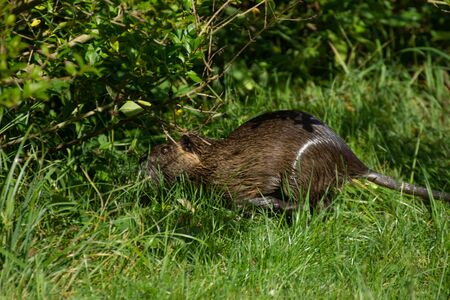 Nutria (Myocastor coypus) living wild on the riverbank. Germanyの写真素材