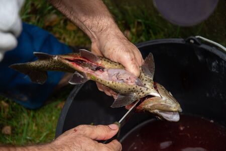 man's hand  preparing trout, preparation and cleaning