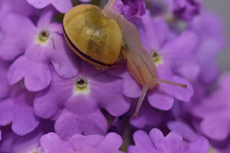 small snail on a purple flowerの写真素材