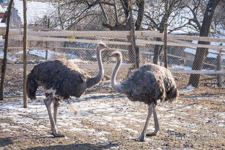 ostrich farm in Slatinita, Bistrita ROMANIA 2020