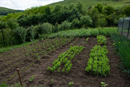 Carrot seedlings in Romaniaの写真素材