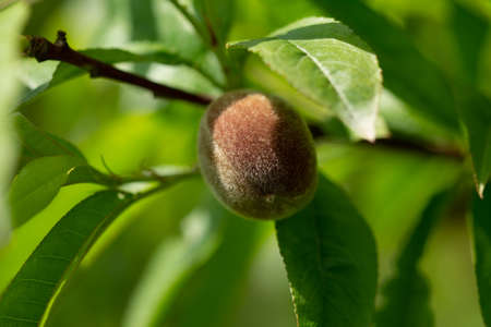 fresh peaches in the gardenの写真素材