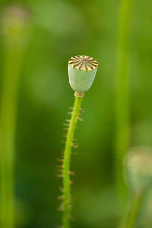 Field with poppies in Cristur, Sieu, Bistrita, Romania, 2020の写真素材