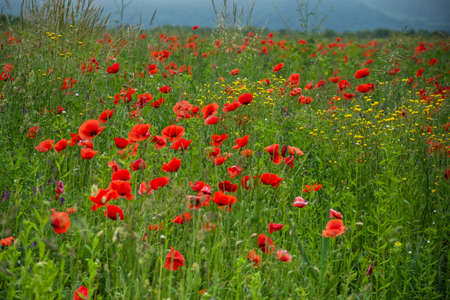 Field with poppies in Cristur, Sieu, Bistrita, Romania, 2020