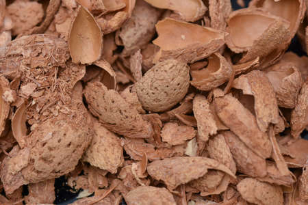 a bunch of fried almond shellsの写真素材