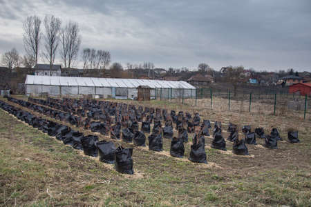 plant tree in ECO black plastic bag in the nursery outdoors In Milas, Romania , Bistrita.2020のeditorial素材