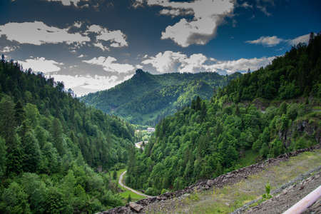 pine forests in the area of Colibita Lake, Romania, 2021