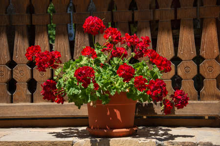 Red Geranium flower in Prislop  Monastery, located in Hunedoara County
